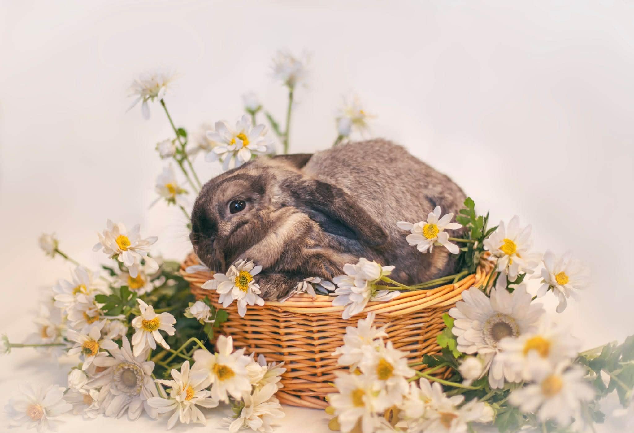 Daisy, Adoptable, Adult Female Holland Lop.