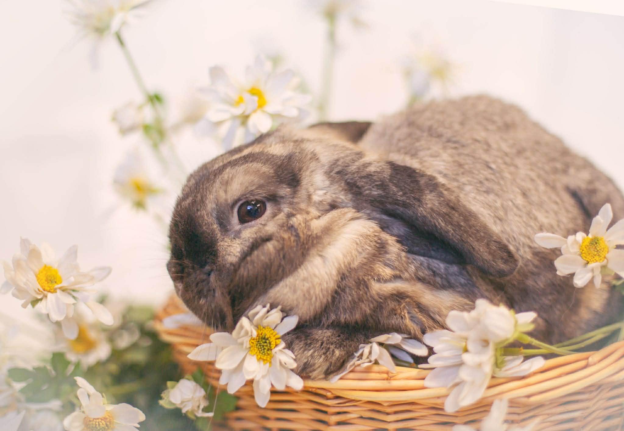 Enlarge Daisy, a Adoptable Holland Lop in Grand Rapids, MI image 2/2