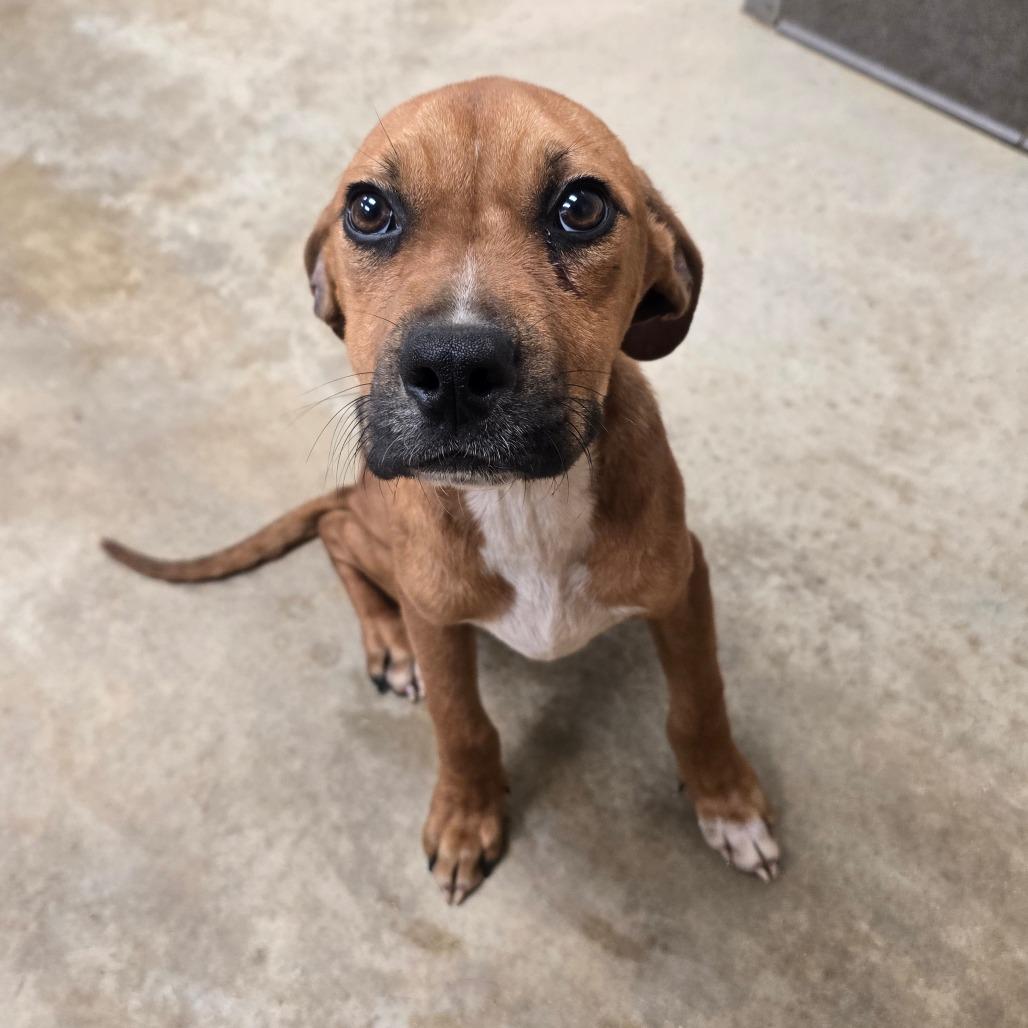 Marco - 042501U, Adoptable, Young Male Terrier & Mixed Breed.