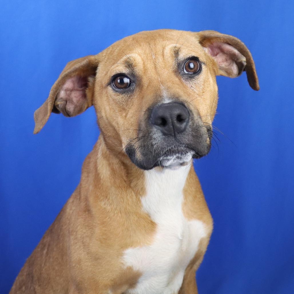 Enlarge Marco - 042501U, a Adoptable mixed breed in Tupelo, MS image 2/2