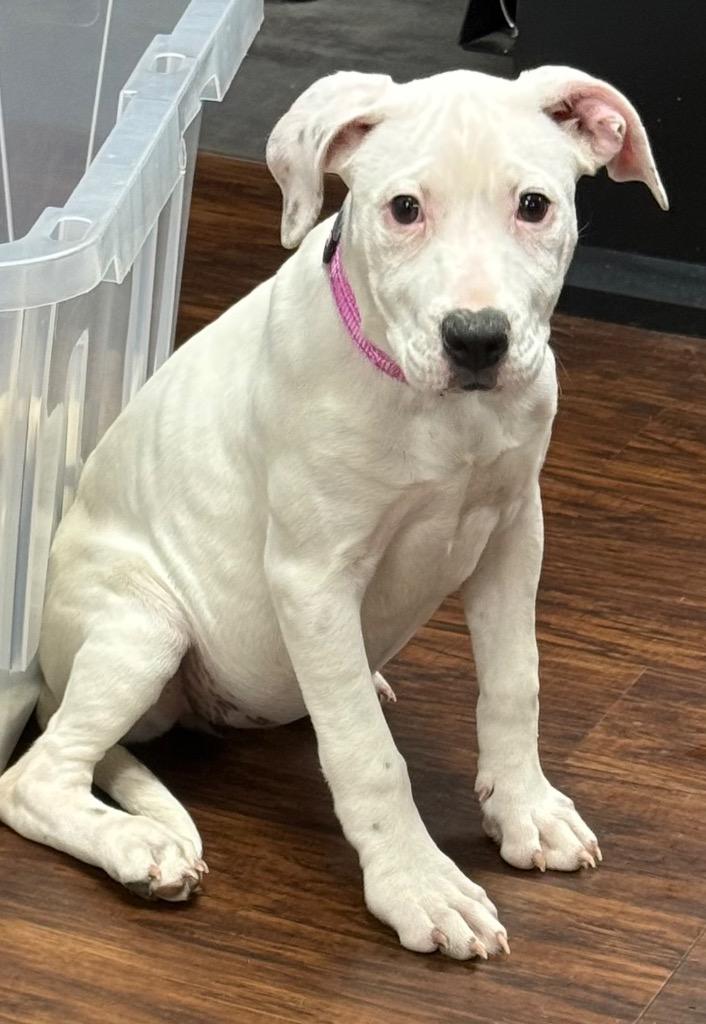 Baboo now Bootsy, a Adopted Staffordshire Bull Terrier in Crossville, TN image 1/6