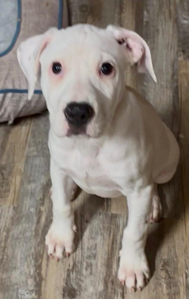 Baboo now Bootsy, a Adopted Staffordshire Bull Terrier in Crossville, TN image 4/6