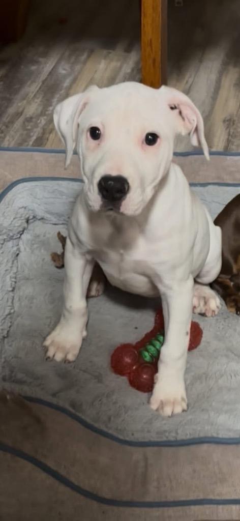 Baboo now Bootsy, a Adopted Staffordshire Bull Terrier in Crossville, TN image 5/6