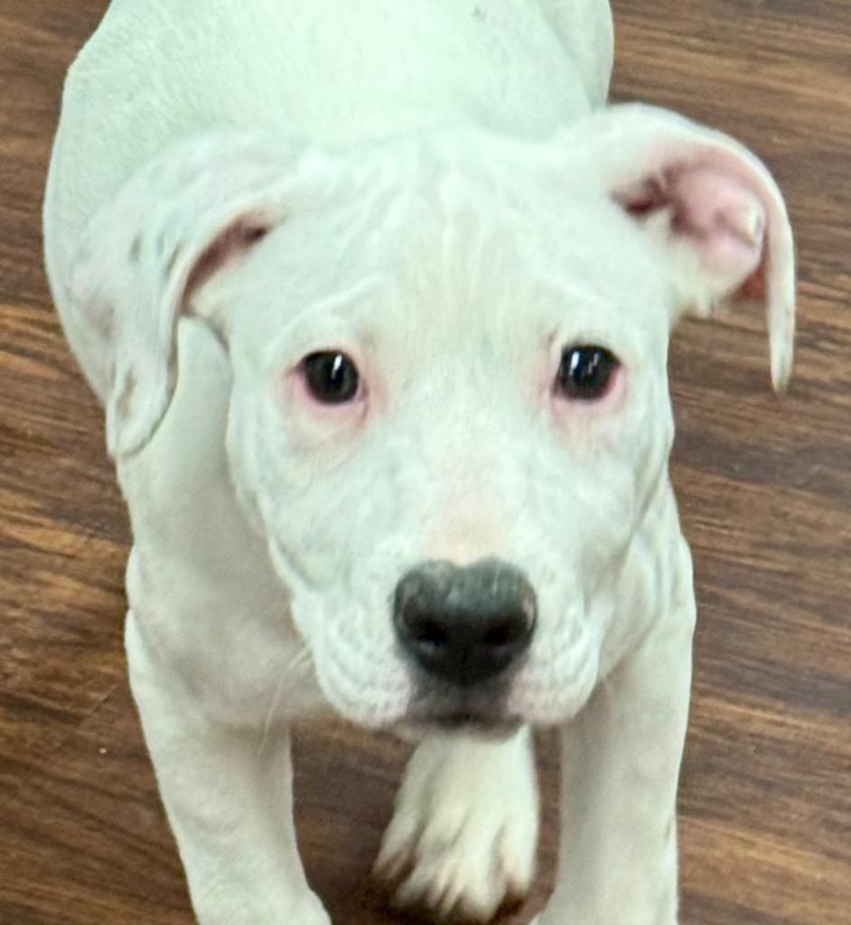 Baboo now Bootsy, a Adopted Staffordshire Bull Terrier in Crossville, TN image 6/6