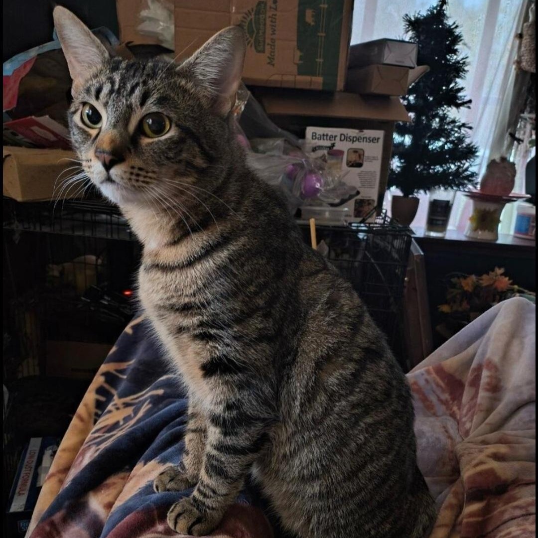 Enlarge Sebastian, a Adoptable Domestic Short Hair in Maryville, TN image 2/2
