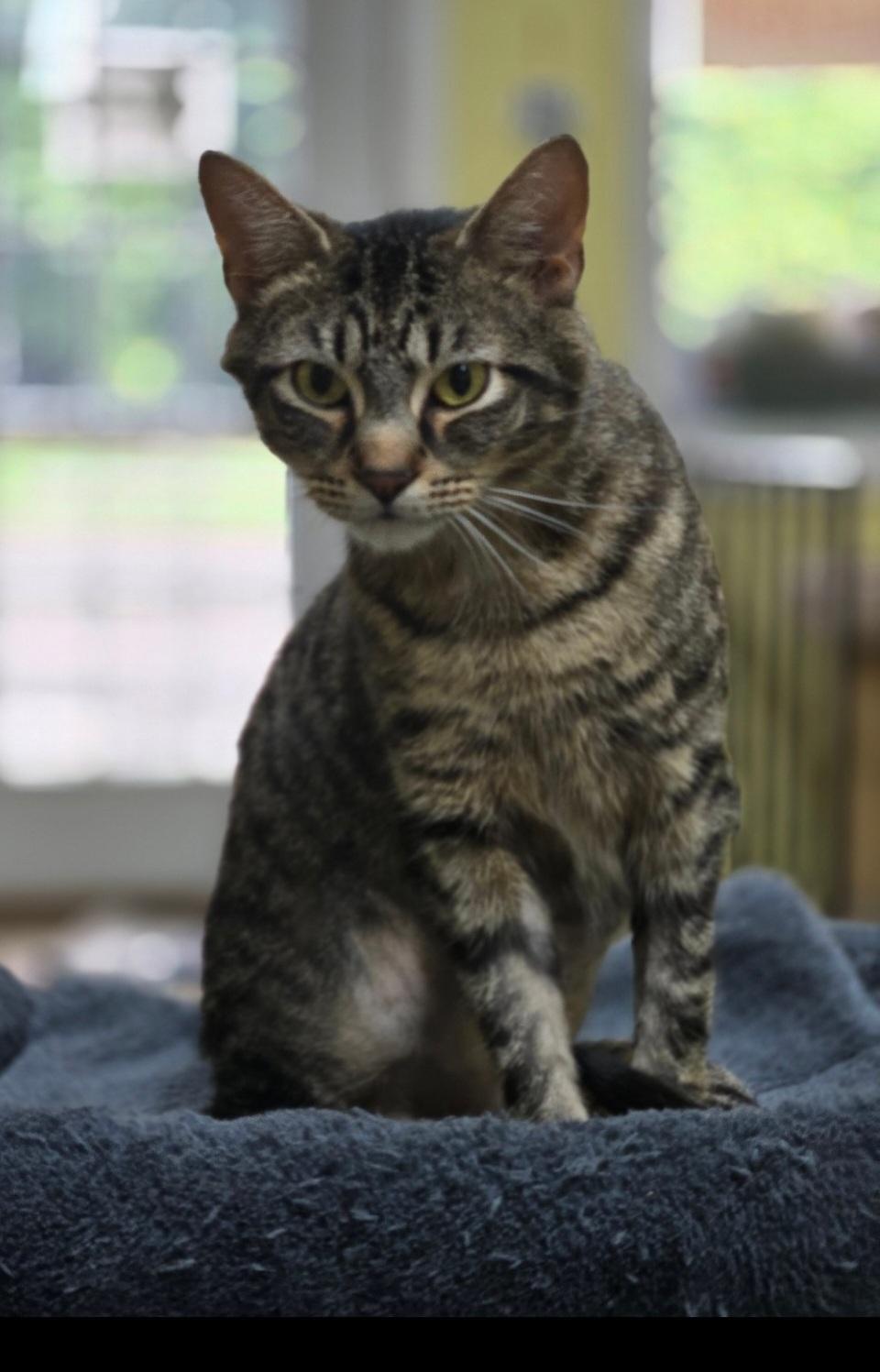 Sebastian, Adoptable, Adult Male Domestic Short Hair.
