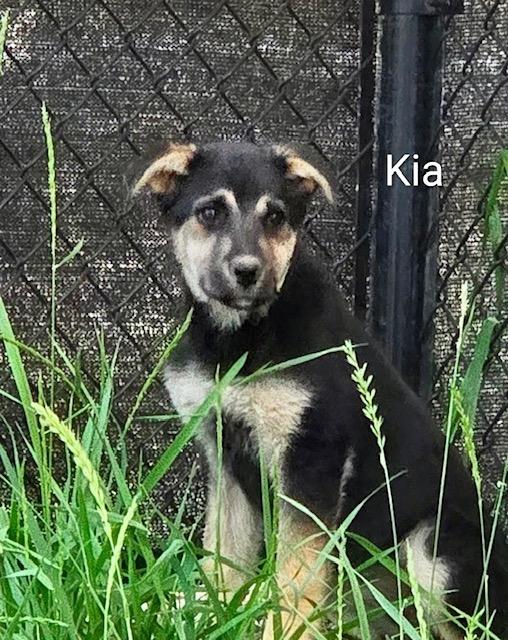Kia, Adoptable, Puppy Female Shepherd.