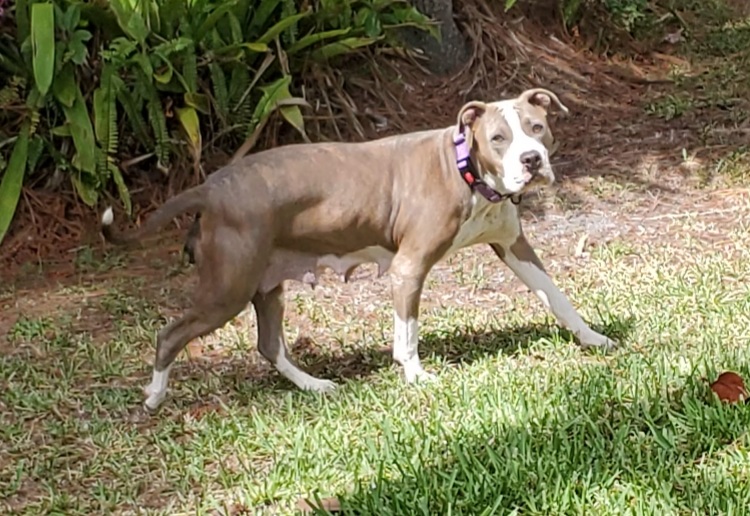 Kora, Adoptable, Adult Female Pit Bull Terrier.