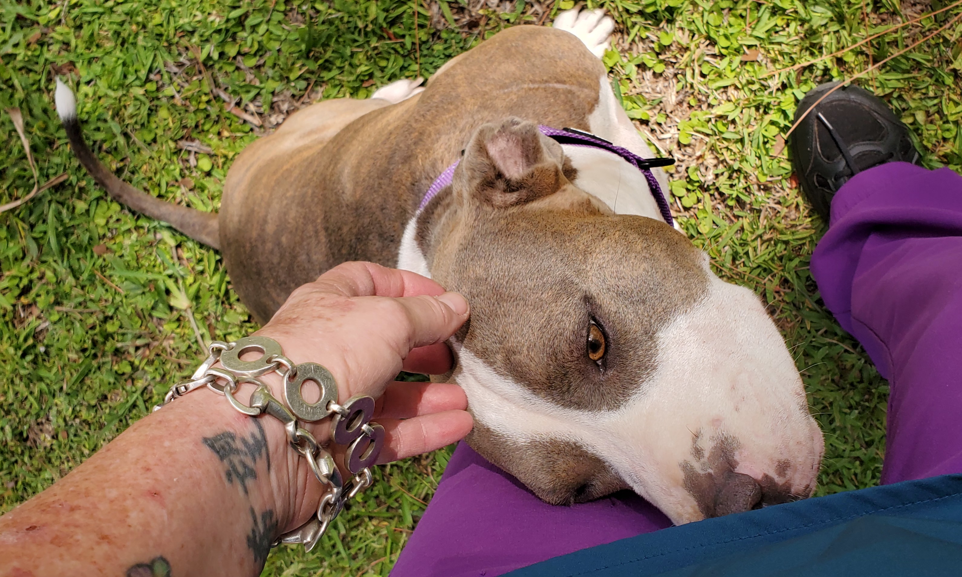 Kora, a Adoptable Pit Bull Terrier in West Palm Beach, FL image 2/6