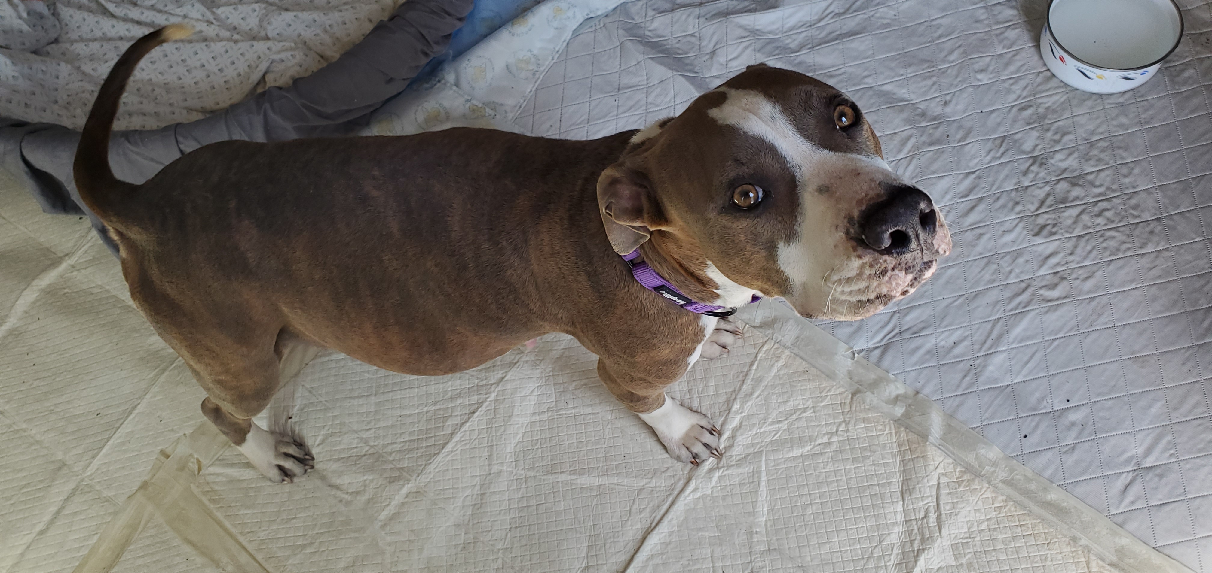 Kora, a Adoptable Pit Bull Terrier in West Palm Beach, FL image 3/6