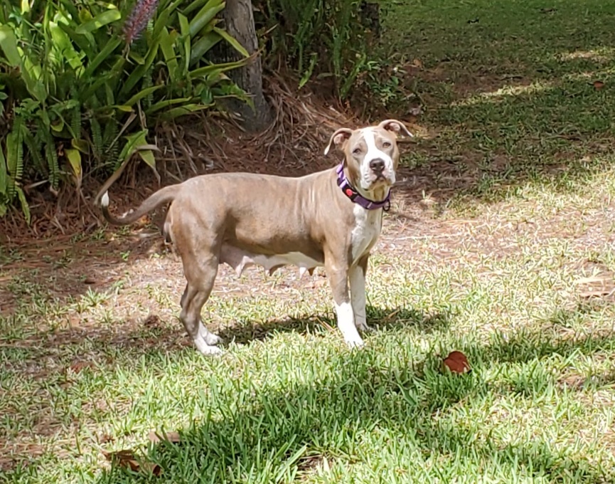 Kora, a Adoptable Pit Bull Terrier in West Palm Beach, FL image 4/6
