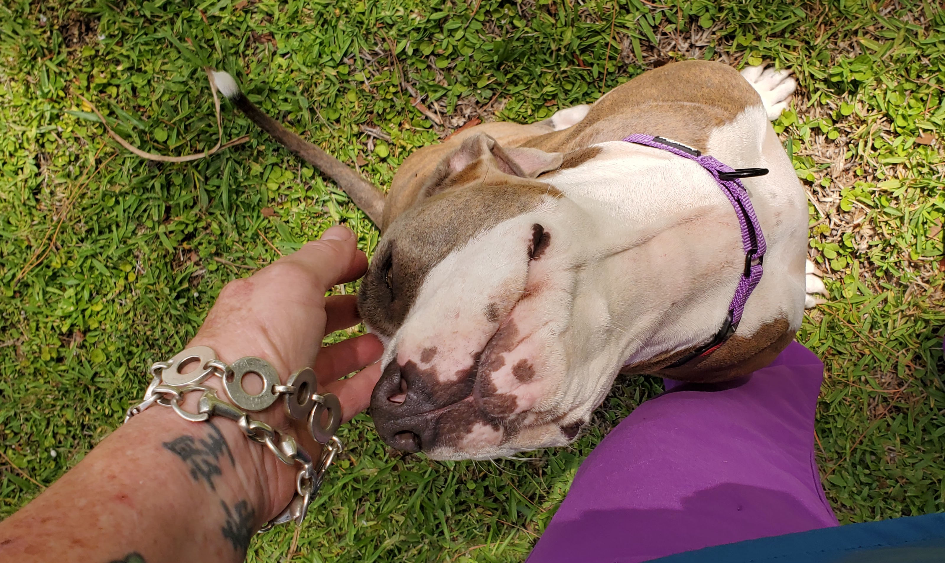 Kora, a Adoptable Pit Bull Terrier in West Palm Beach, FL image 5/6