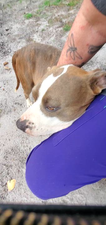 Enlarge Kora, a Adoptable Pit Bull Terrier in West Palm Beach, FL video 6/6