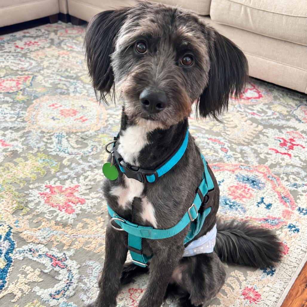 Enlarge Blu Bear (Benefactor Dog), a Adoptable mixed breed in New Orleans, LA image 1/6