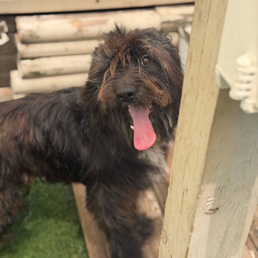 Enlarge Blu Bear (Benefactor Dog), a Adoptable mixed breed in New Orleans, LA image 2/6