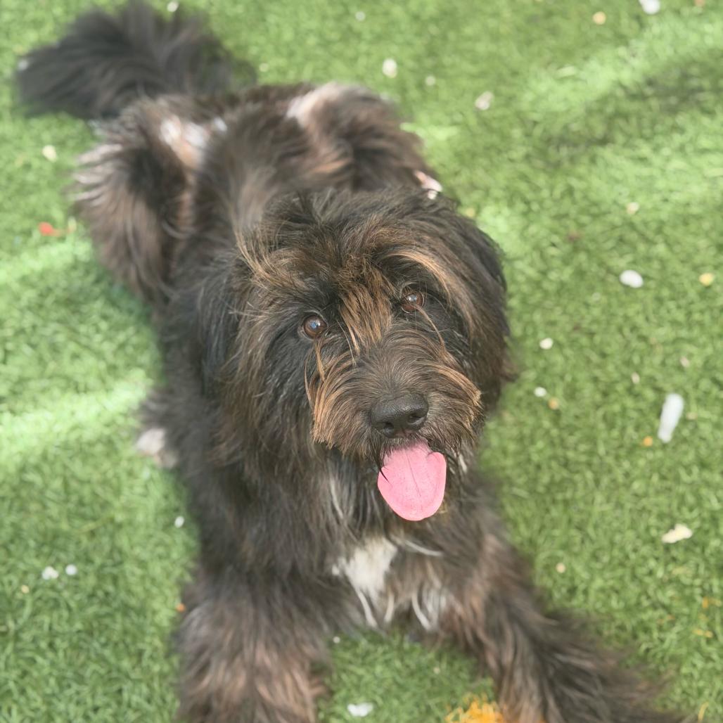 Enlarge Blu Bear (Benefactor Dog), a Adoptable mixed breed in New Orleans, LA image 3/6