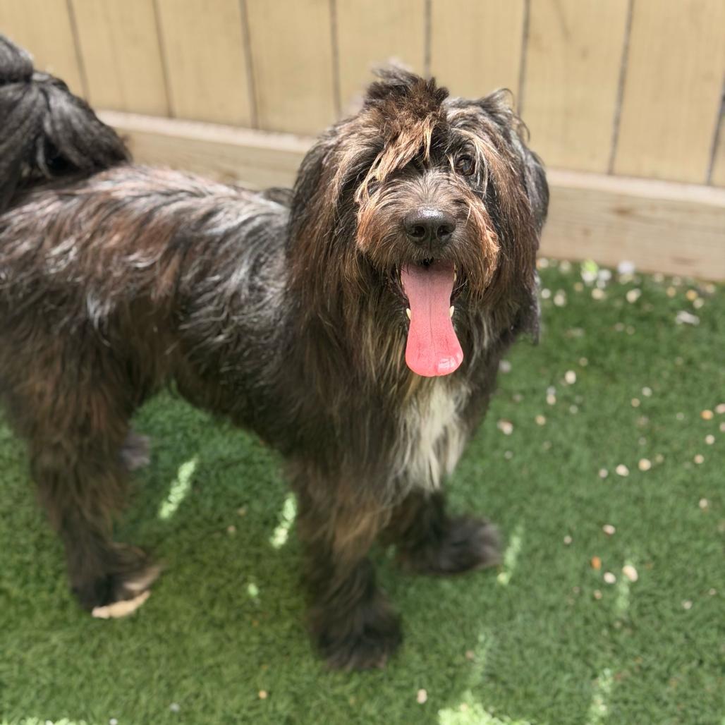 Enlarge Blu Bear (Benefactor Dog), a Adoptable mixed breed in New Orleans, LA image 4/6
