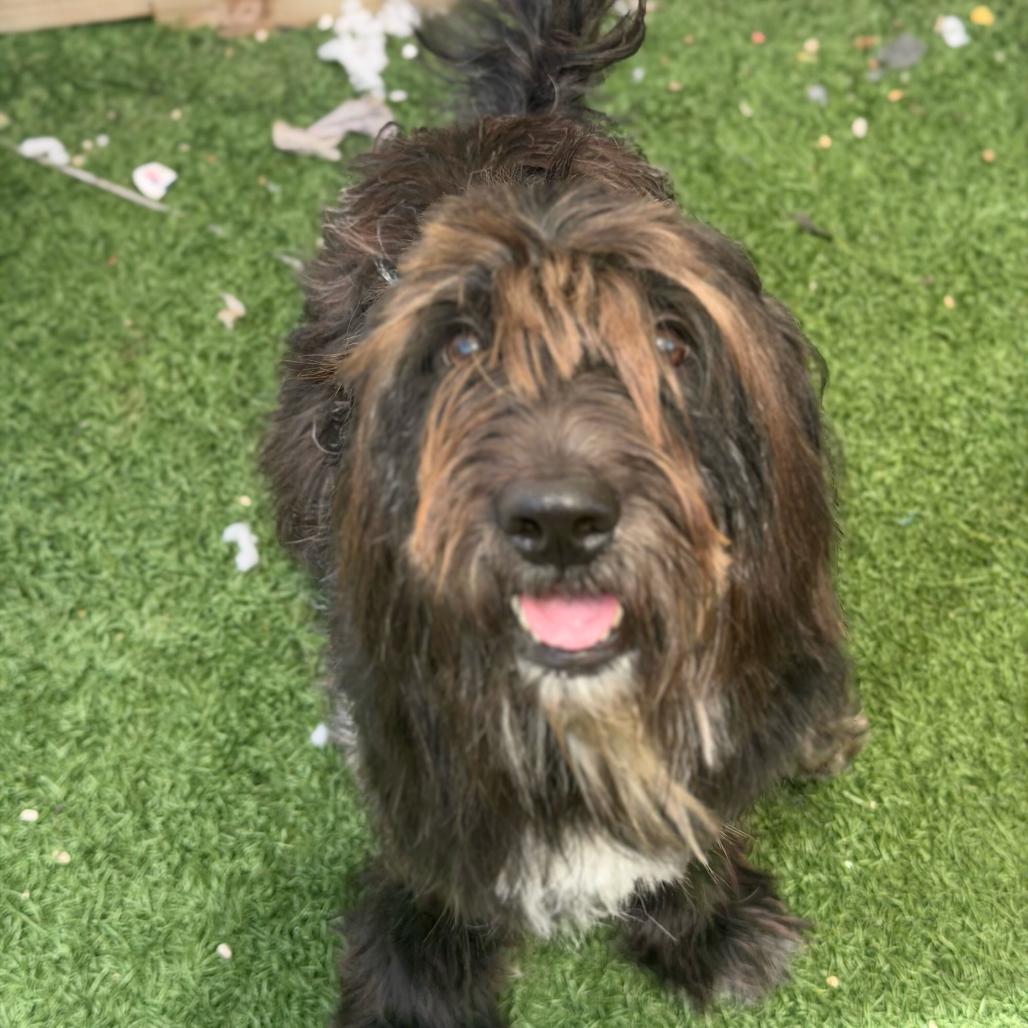 Enlarge Blu Bear (Benefactor Dog), a Adoptable mixed breed in New Orleans, LA image 5/6