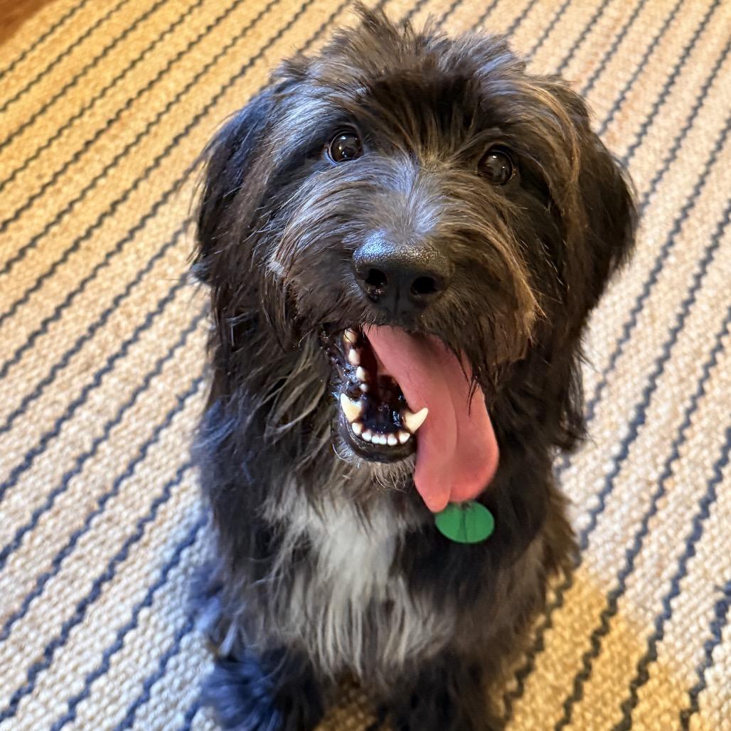 Enlarge Blu Bear (Benefactor Dog), a Adoptable mixed breed in New Orleans, LA image 6/6
