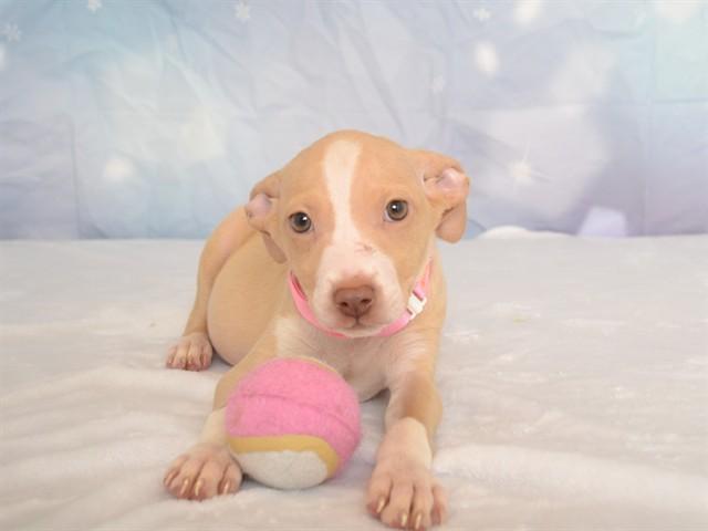 NANCY, Adoptable, Puppy Female Chihuahua & Mixed Breed.