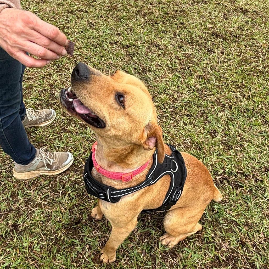 Pisces, Adoptable, Adult Female Mixed Breed.