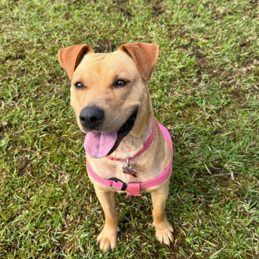 Enlarge Pisces, a Adoptable Mixed Breed in Volcano, HI image 2/6