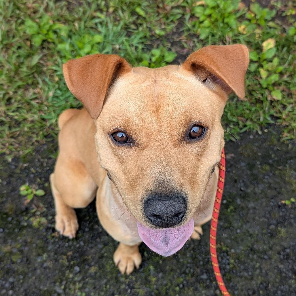 Enlarge Pisces, a Adoptable Mixed Breed in Volcano, HI image 3/6