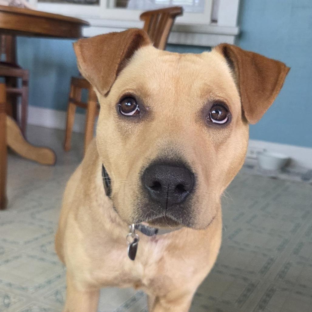 Enlarge Pisces, a Adoptable Mixed Breed in Volcano, HI image 4/6
