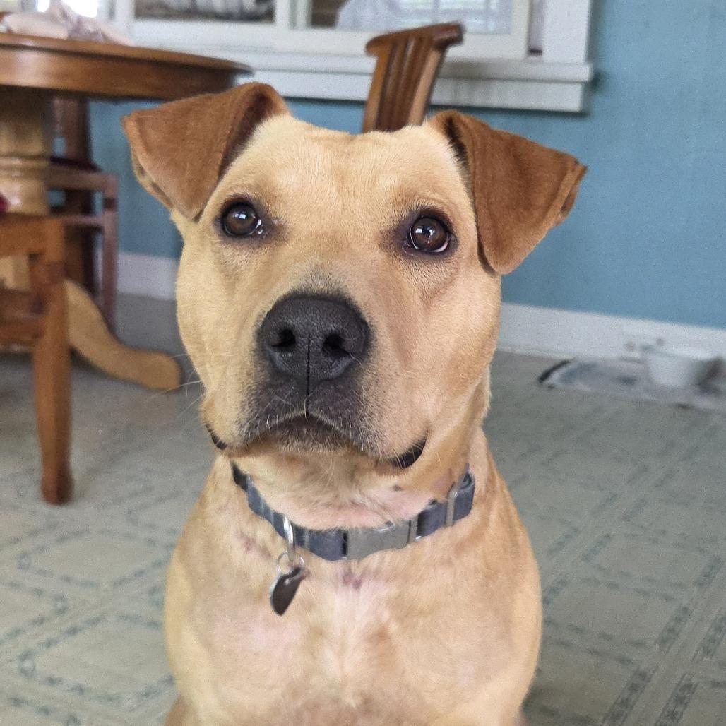 Enlarge Pisces, a Adoptable Mixed Breed in Volcano, HI image 6/6