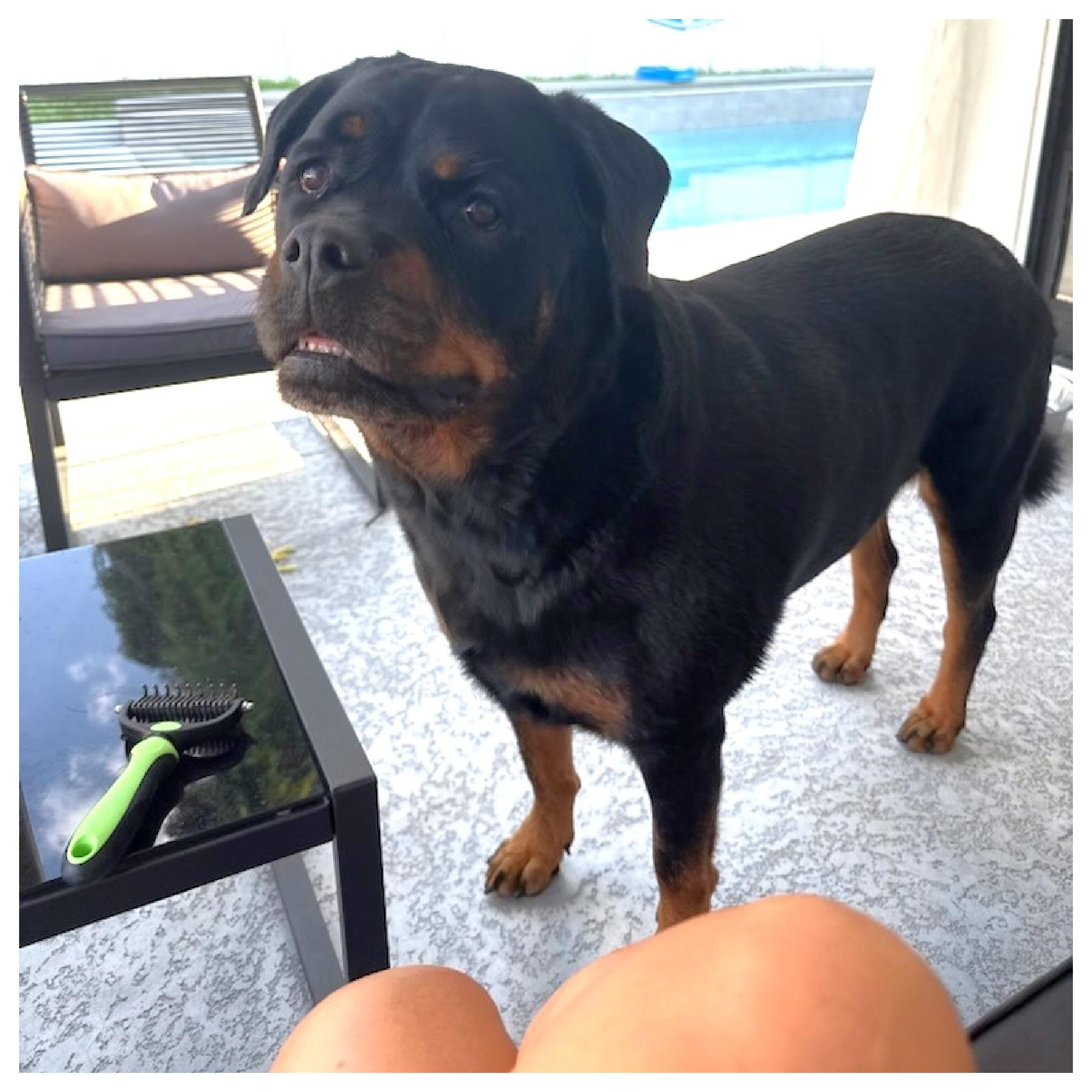 Cece, Adoptable, Adult Female Rottweiler.
