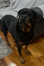 Cece, a Adoptable Rottweiler in Eustis, FL image 2/5