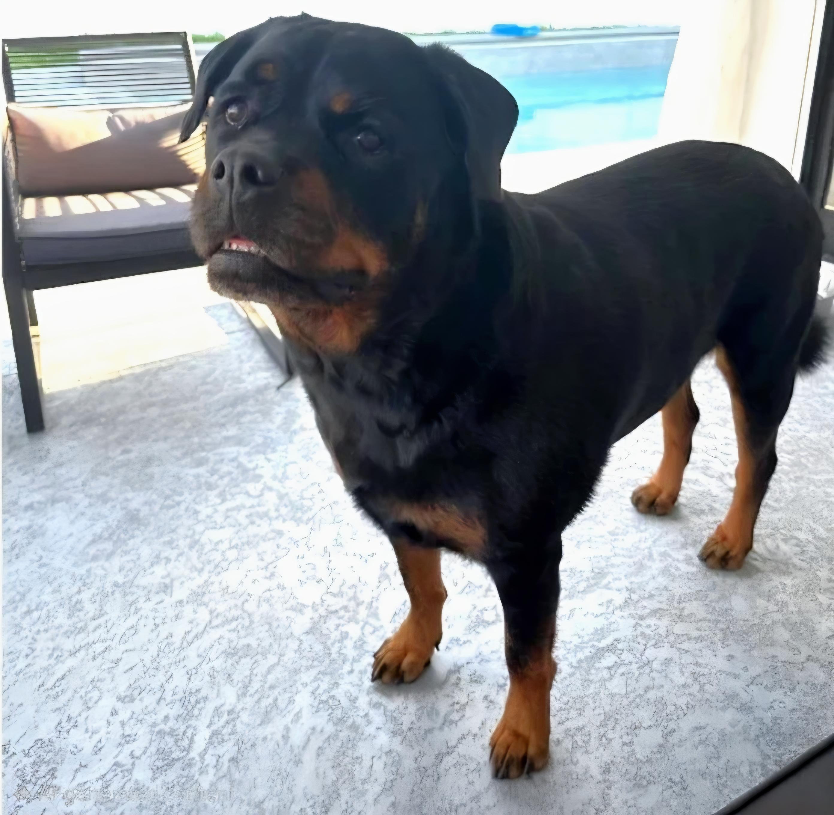 Enlarge Cece, a Adoptable Rottweiler in Eustis, FL image 1/2
