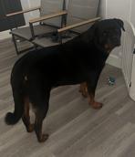 Cece, a Adoptable Rottweiler in Eustis, FL image 3/5