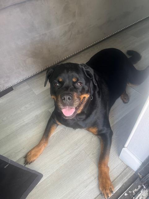 Cece, a Adoptable Rottweiler in Eustis, FL image 4/5