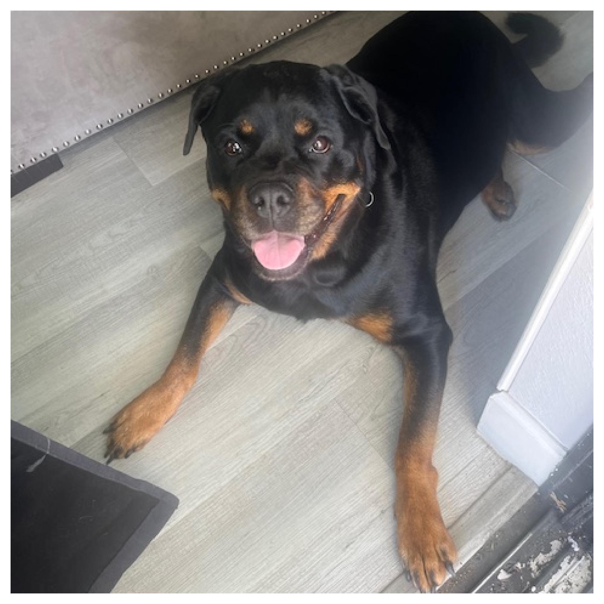 Cece, a Adoptable Rottweiler in Eustis, FL image 5/5