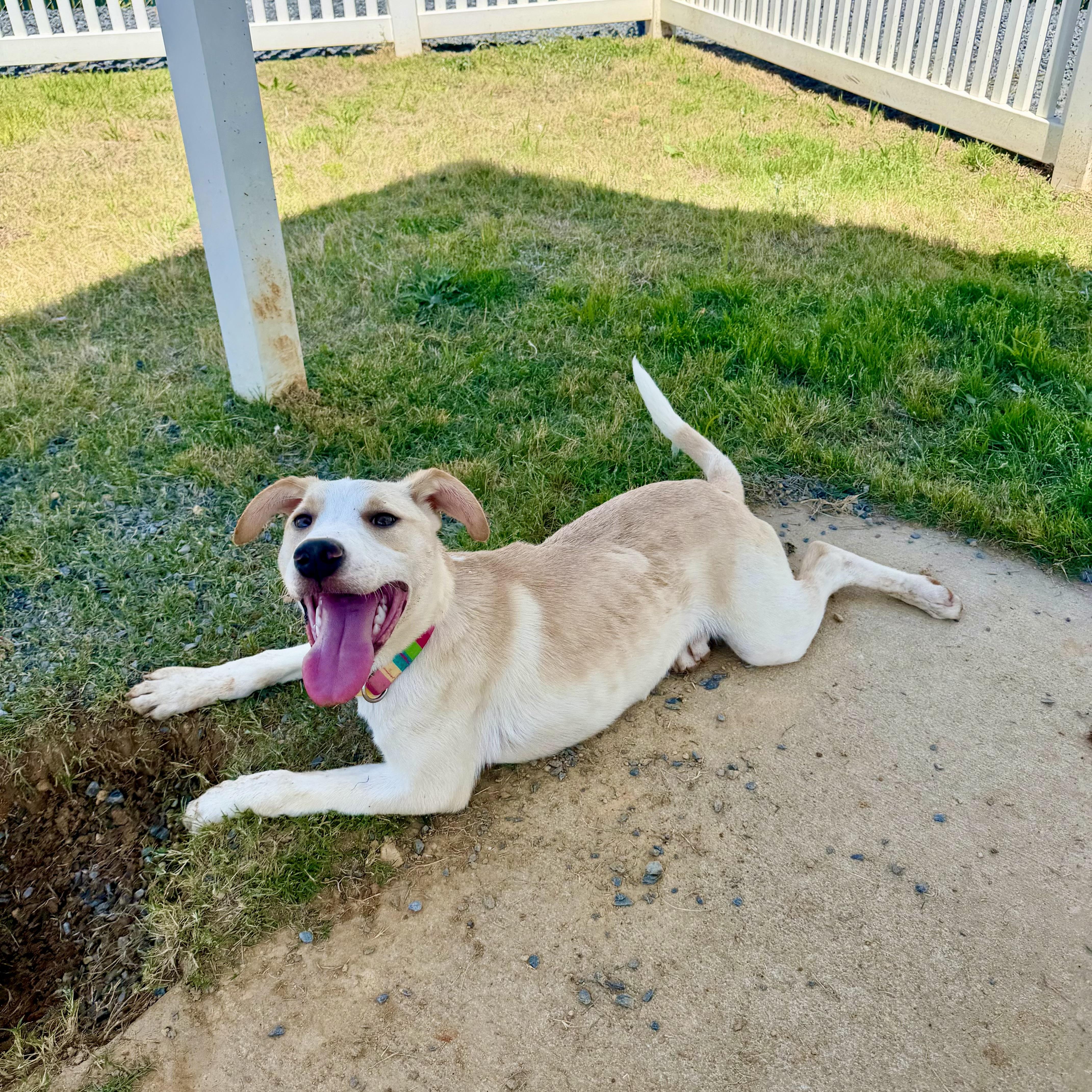 Kara, a Adoptable mixed breed in Paramus, NJ image 1/6