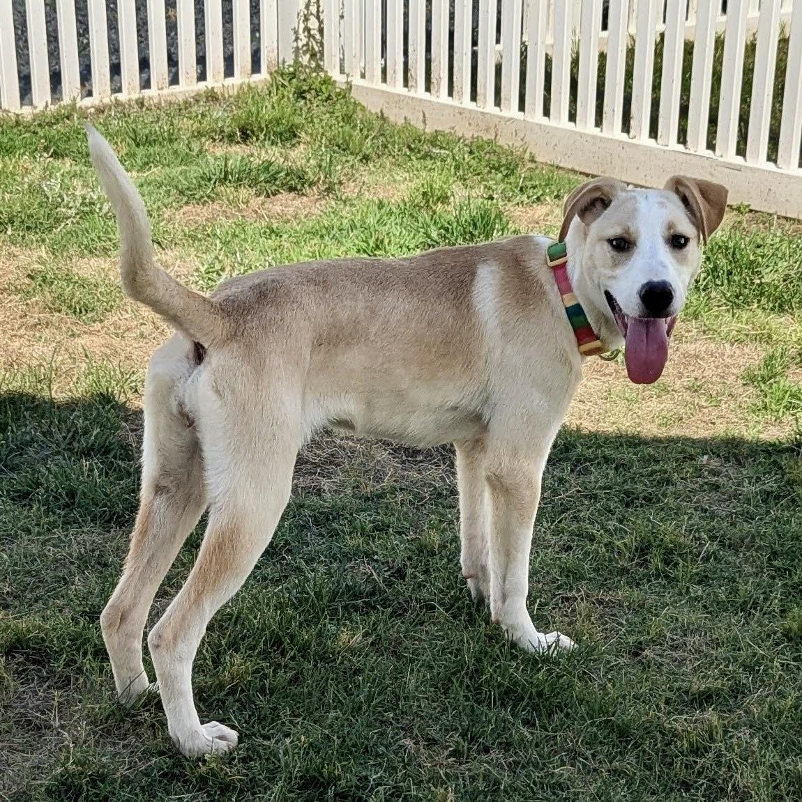 Kara, a Adoptable mixed breed in Paramus, NJ image 2/6