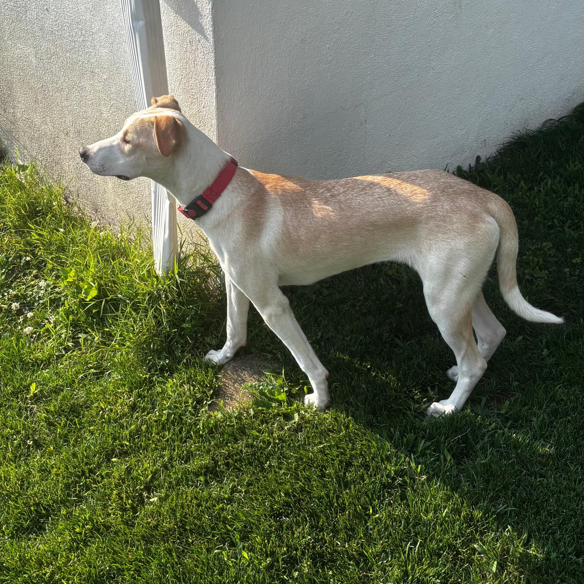 Kara, a Adoptable mixed breed in Paramus, NJ image 2/6