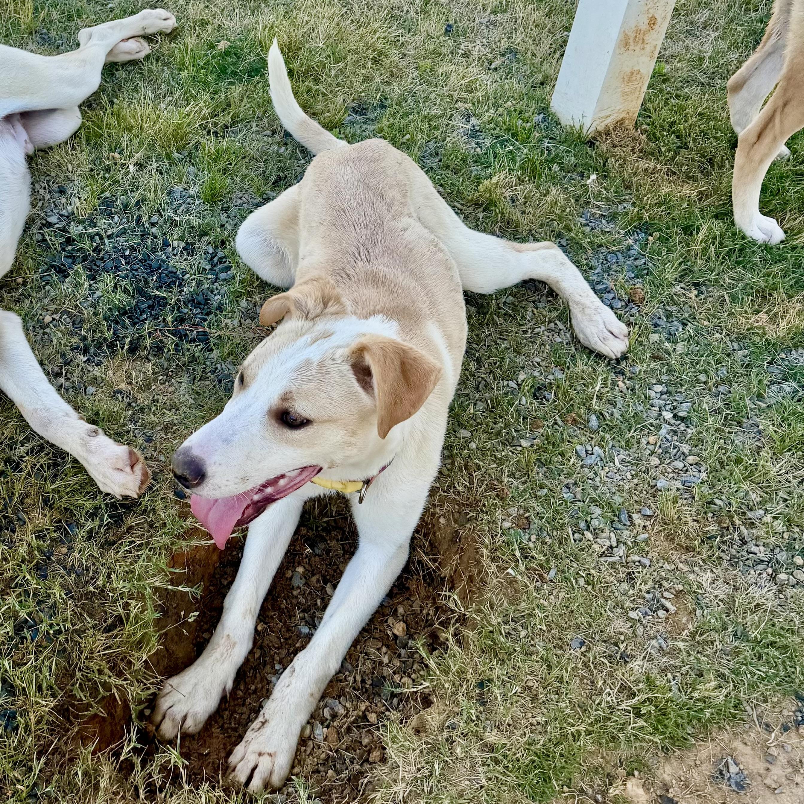 Kara, a Adoptable mixed breed in Paramus, NJ image 5/6