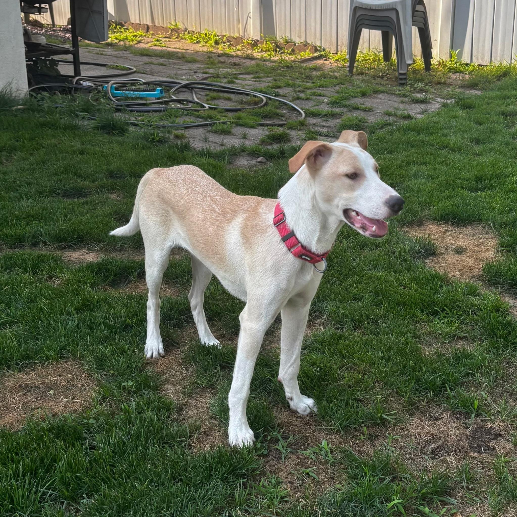 Kara, Adoptable, Young Female Hound.