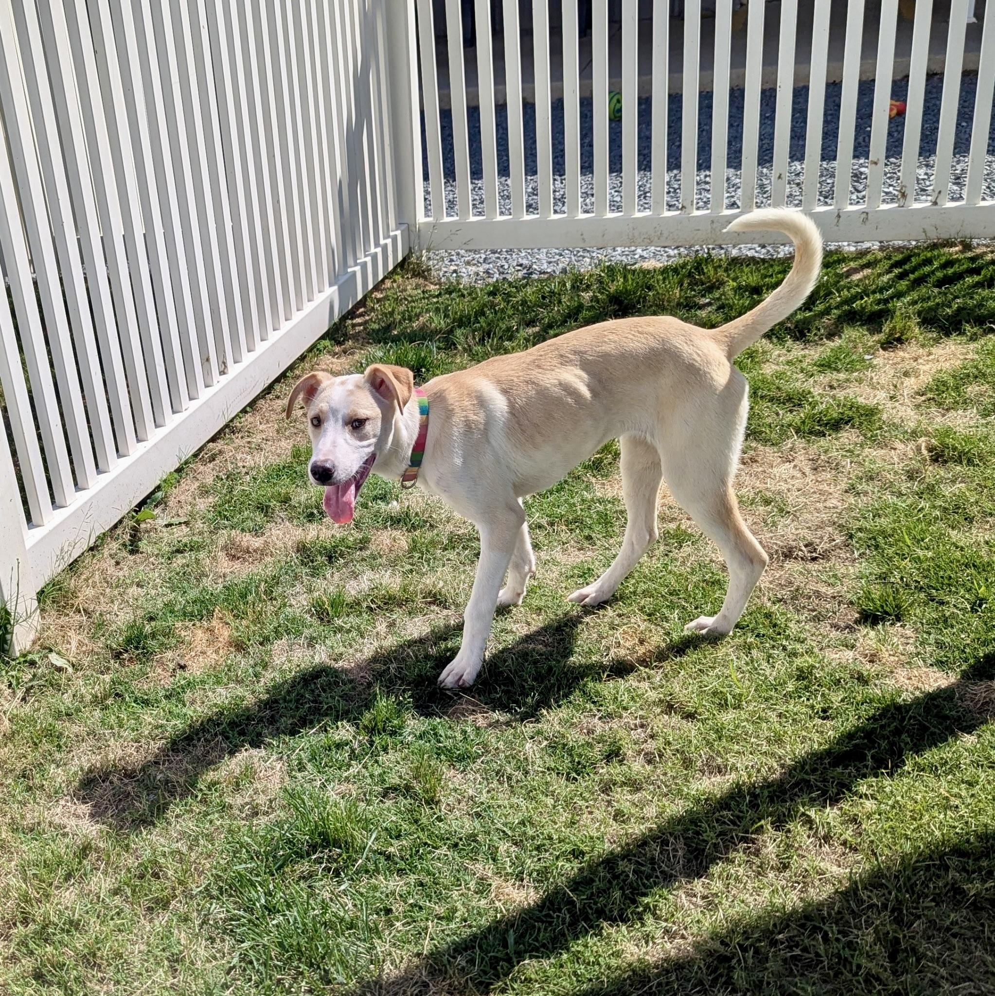 Kara, a Adoptable mixed breed in Paramus, NJ image 6/6