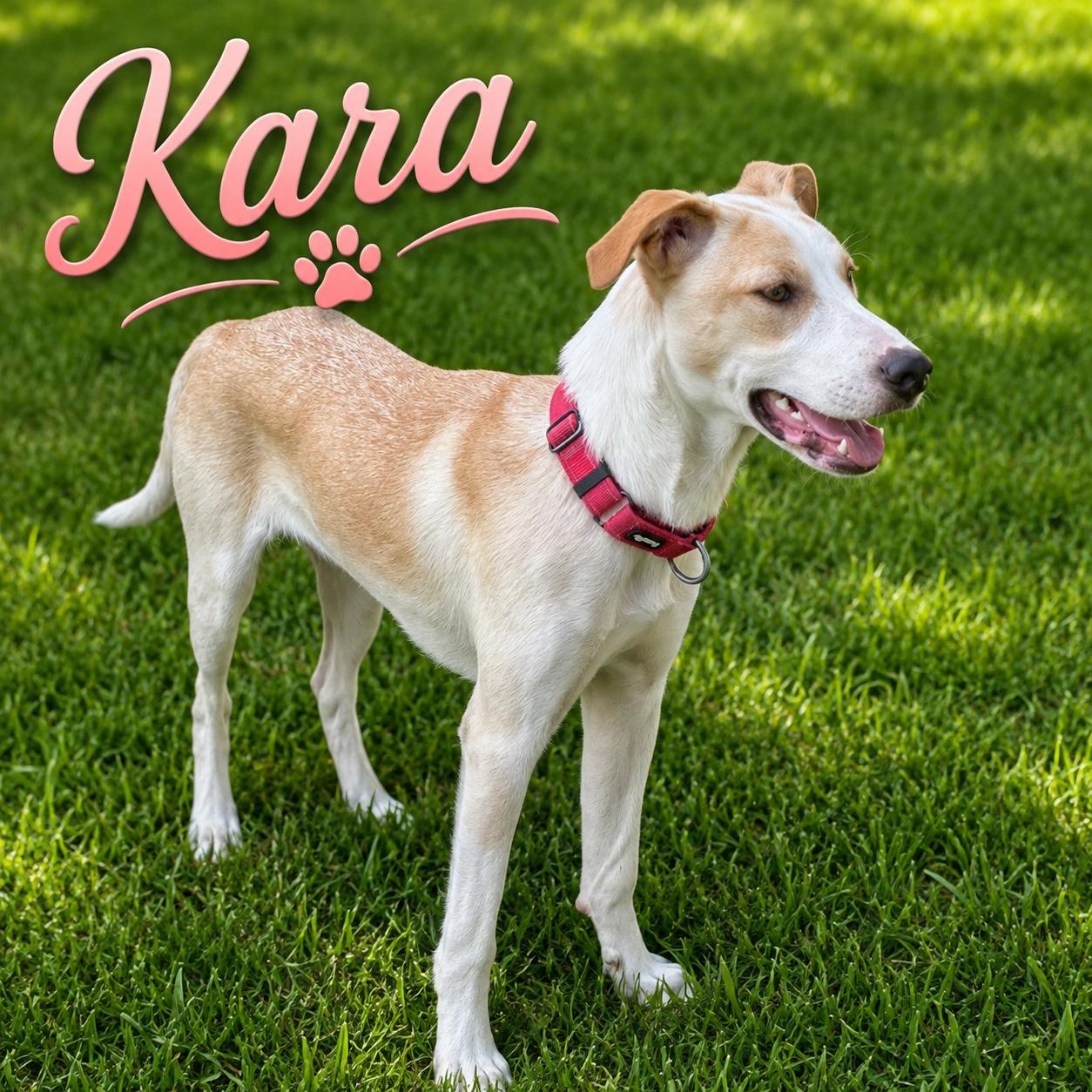 Enlarge Kara, an adoptable mixed breed in Paramus, NJ image 1/6