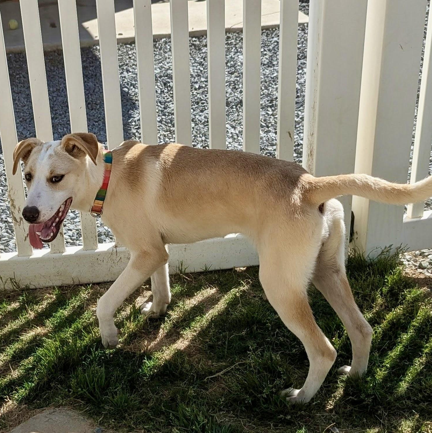 Enlarge Kara, a Adoptable mixed breed in Paramus, NJ image 5/6