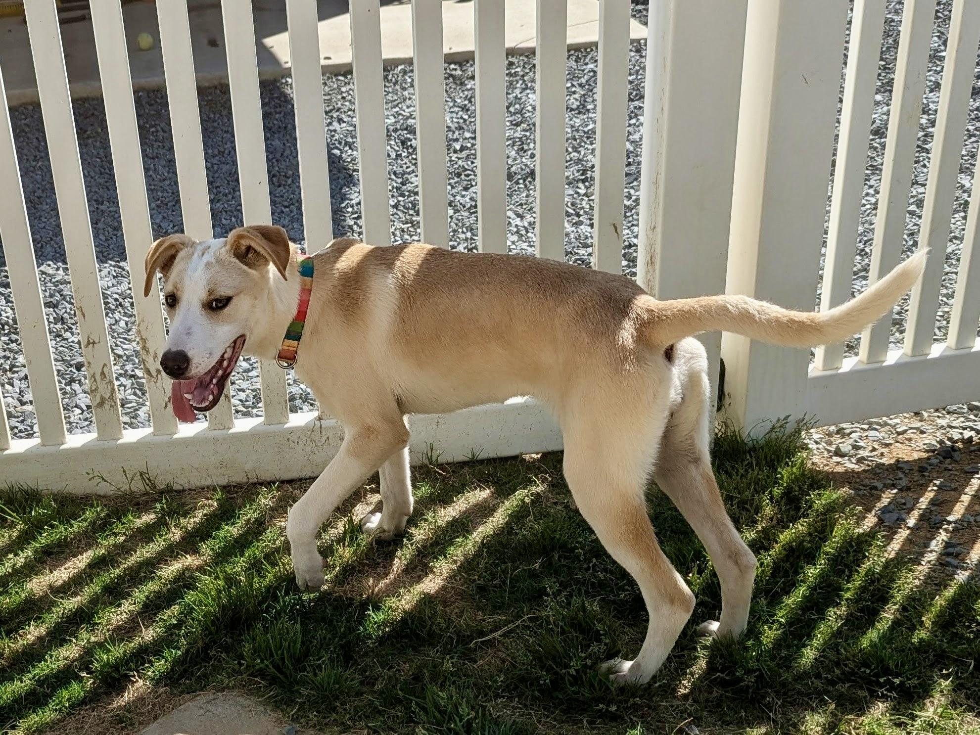 Kara, a Adoptable mixed breed in Paramus, NJ image 3/6