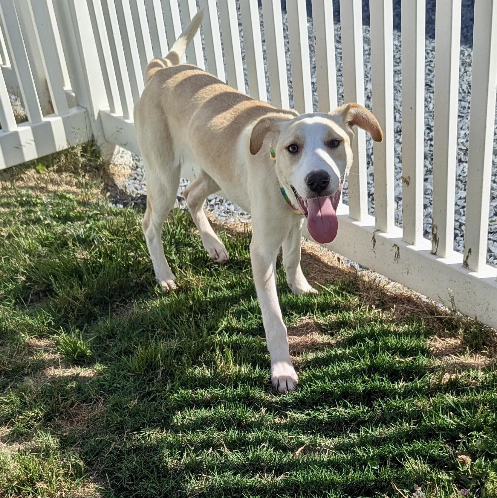 Kara, a Adoptable mixed breed in Paramus, NJ image 4/6