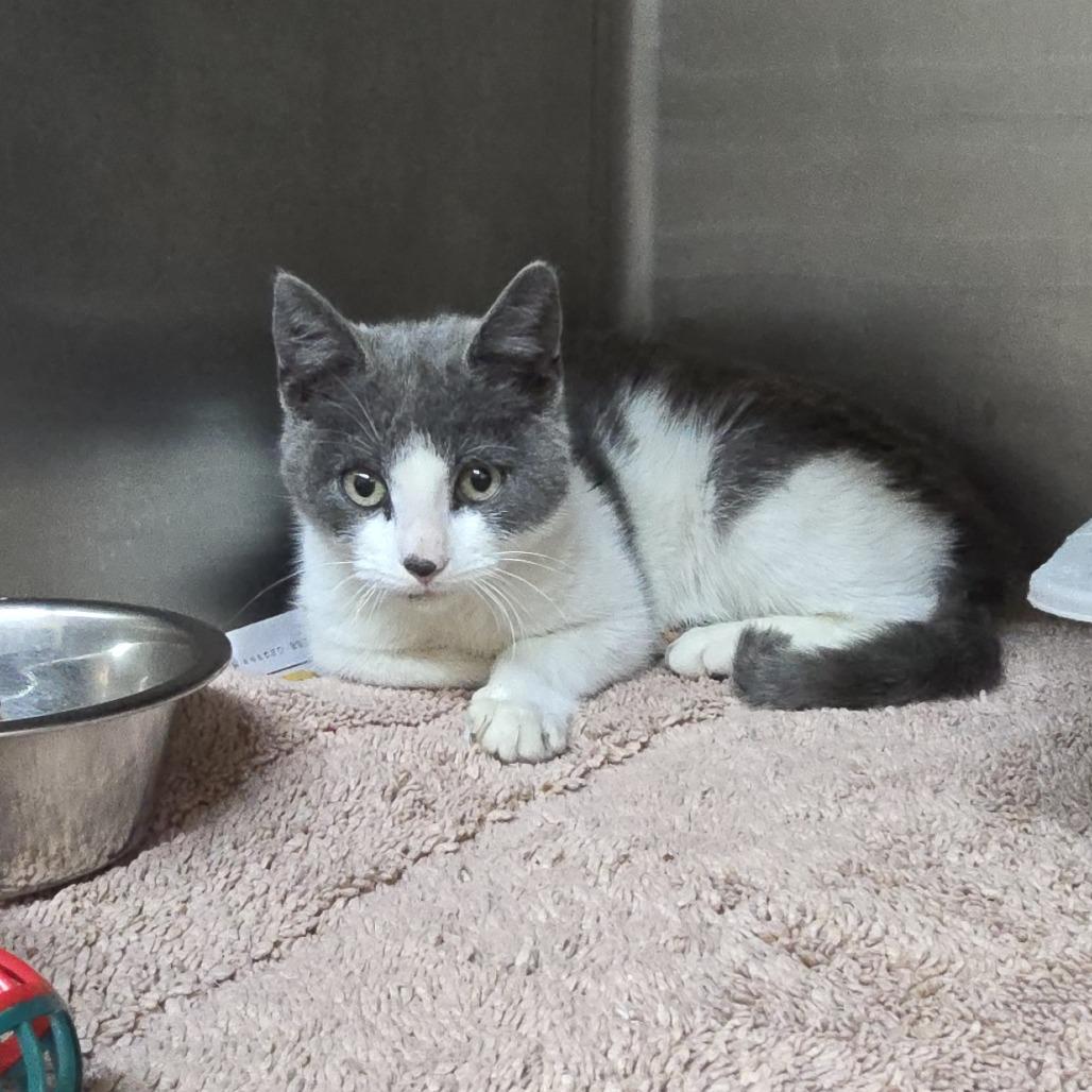 Enlarge Broccoli, a Adoptable Domestic Short Hair in Chapel Hill, NC image 1/5