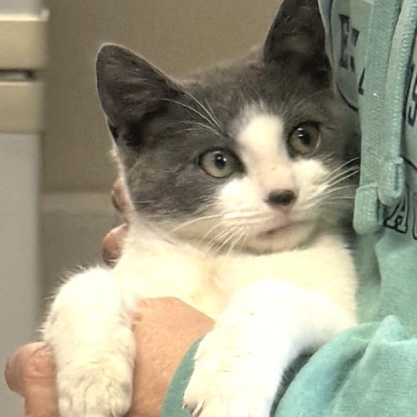 Enlarge Broccoli, a Adoptable Domestic Short Hair in Chapel Hill, NC image 2/5