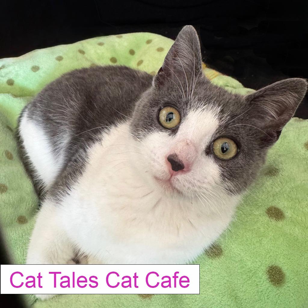 Enlarge Broccoli, a Adoptable Domestic Short Hair in Chapel Hill, NC image 3/5