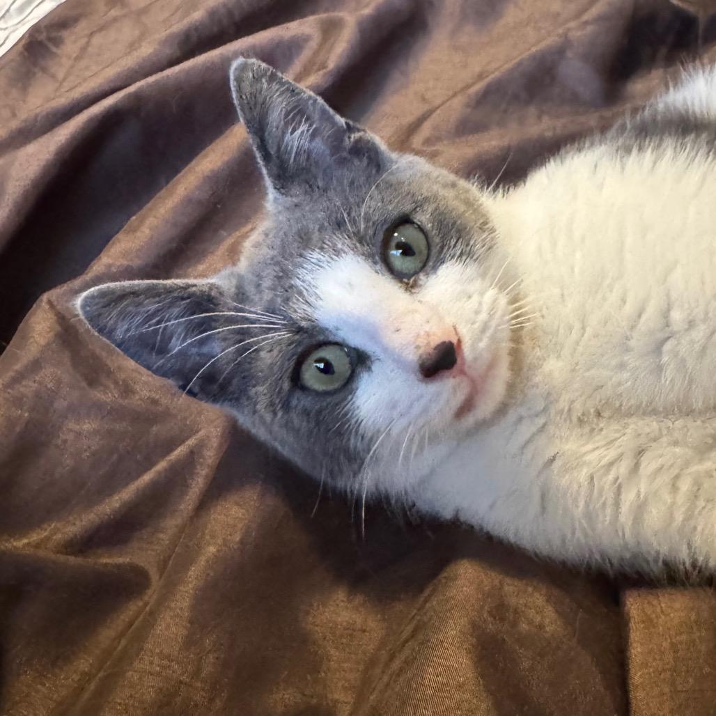 Enlarge Broccoli, a Adoptable Domestic Short Hair in Chapel Hill, NC image 4/5