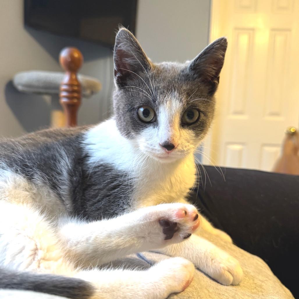 Enlarge Broccoli, a Adoptable Domestic Short Hair in Chapel Hill, NC image 5/5